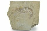 Cretaceous Fossil Shrimp - Lebanon #349656-1